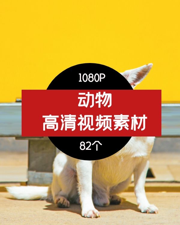 动物高清视频素材-01