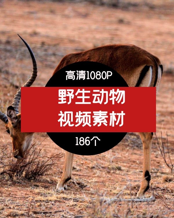 野生动物短视频素材-2