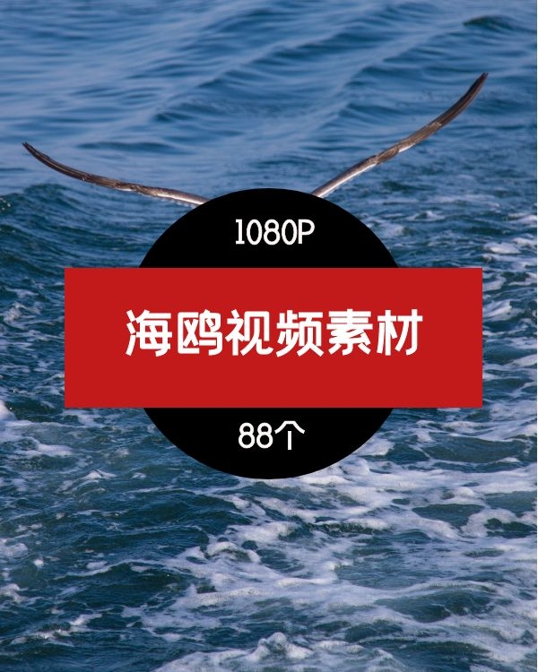海鸥视频素材-3