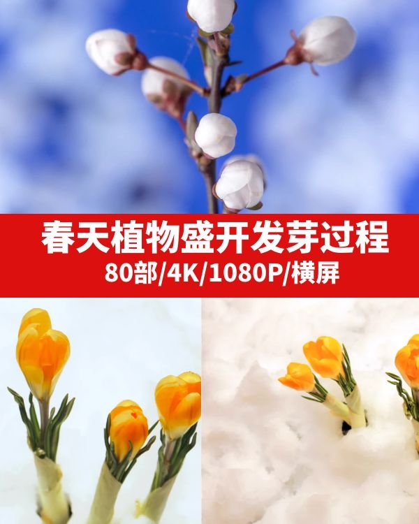 植物花朵鲜花草木春天盛开发芽过程延时高清实拍视频素材m2