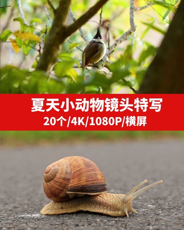 夏季小动物镜头特写视频素材