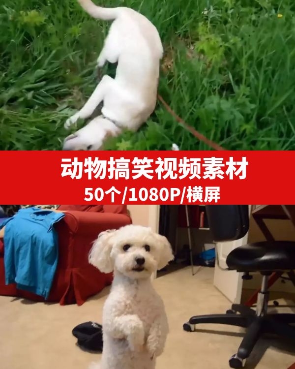 搞笑动物无水印素材