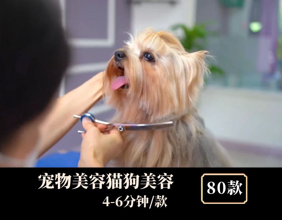 宠物美容猫狗美容中视频素材