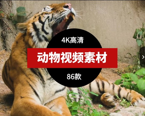 动物4K高清短视频素材