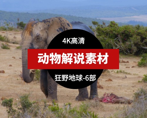 狂野地球野生动物视频 4K 中英双字