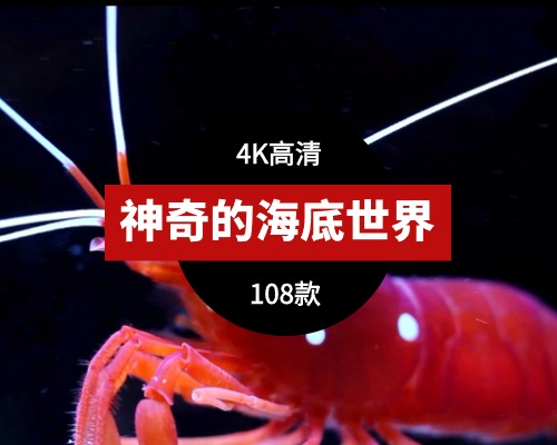 神奇的海底世界视频素材