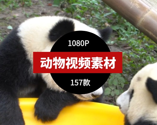 动物高清短视频素材