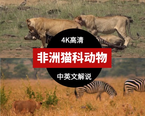 非洲猫科动物视频 4K蓝光 中英双字