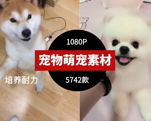 宠物萌宠视频素材20730款126G
