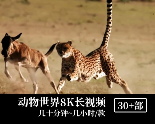 动物世界8K超高清长视频 无字幕