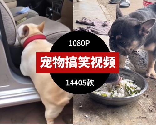 宠物搞笑视频素材大合集