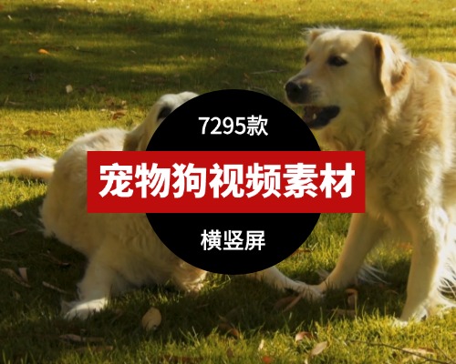 宠物狗视频素材宠物狗搞笑视频素材