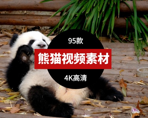 可爱的大熊猫4K高清视频素材