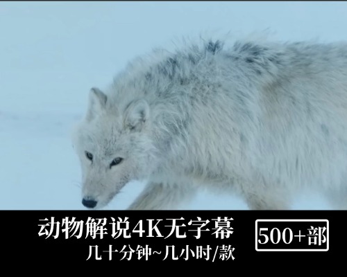 动物解说4K高清无字幕视频素材 大合集