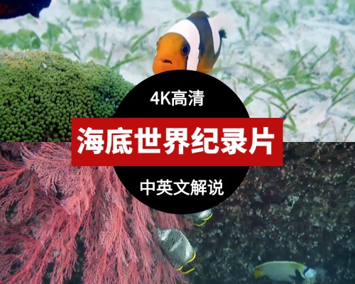 海底世界动物解说纪录片中英双字高清
