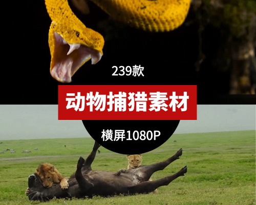 横屏动物捕猎(无字幕)视频素材239款